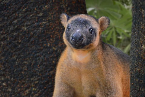 Wildlife Habitat Port Douglas - Accommodation Perth 5
