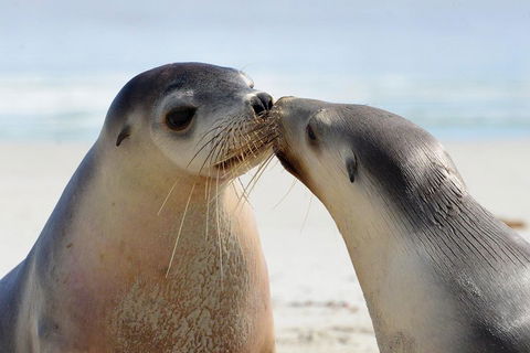 2 Day Ultimate Kangaroo Island With Return Ferry - Accommodation Perth 2