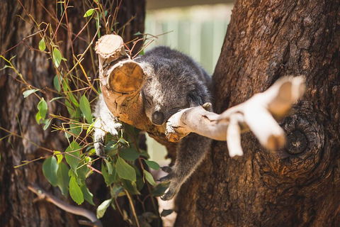 Melbourne City Tour And Phillip Island In One Day - Accommodation Perth 0