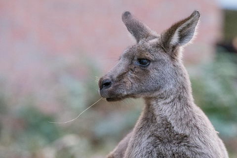 Grampians National Park With Kangaroos And MacKenzie Falls From Melbourne - Accommodation Perth 0