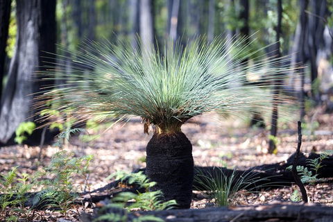 Grampians National Park With Kangaroos And MacKenzie Falls From Melbourne - Accommodation Perth 5