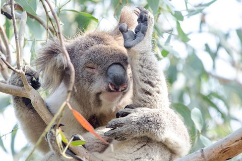 Great Ocean Road Reverse Itinerary With 12 Apostles From Melbourne - Perth Resorts 1