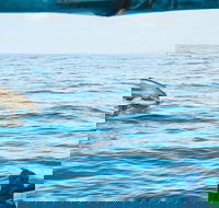 Cruise with Dolphins in Byron Bay - Accommodation Perth