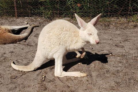 Very Best Of Perth Tour - Wildlife Park & City Highlights Tour - Accommodation Perth 3