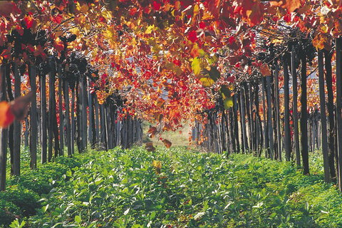 Margaret River Private Tour - Accommodation Perth 0