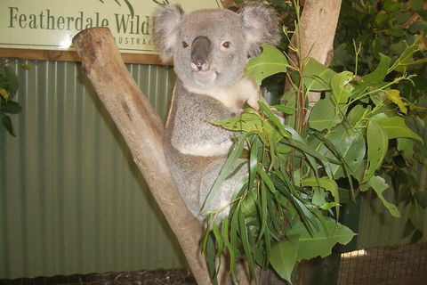 Blue Mountains Private Tour With Wildlife Park And River Cruise - Perth Resorts 5