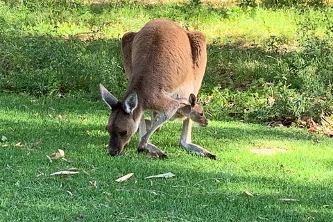Pinnacles Day Trip From Perth Including Yanchep National Park - Accommodation Perth 4
