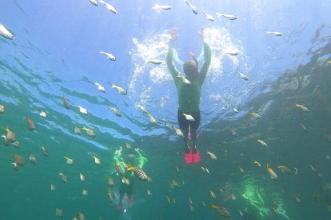 Manly Snorkel Trip And Nature Walk With Local Guide - Accommodation Perth 0