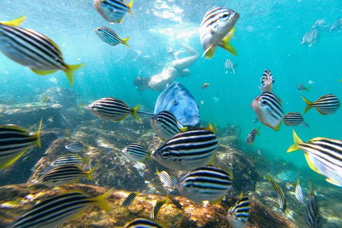 Manly Snorkel Trip And Nature Walk With Local Guide - Accommodation Perth 2