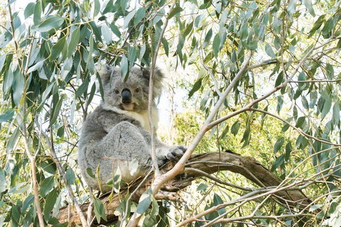 Ultimate Reverse Direction - 12 Apostles, Great Ocean Road - Small Group Tour - Accommodation Perth 5