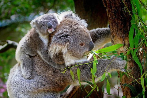 Private Two Day Great Ocean Road Tour - Accommodation Perth 2