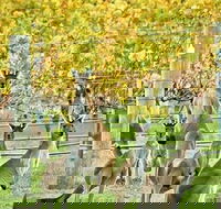 Margaret River Indulge and Discover Day Tour - Accommodation Perth