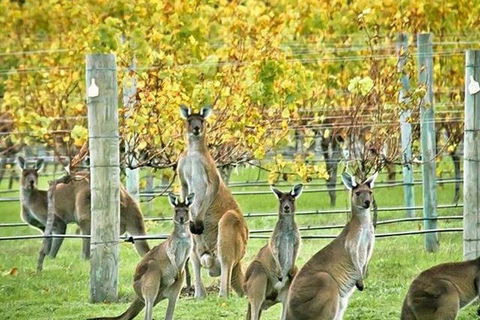 Margaret River Indulge And Discover Day Tour - Accommodation Perth 0