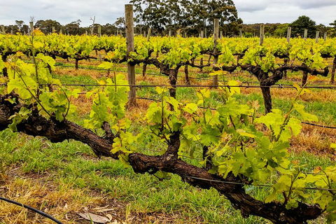 Margaret River Indulge And Discover Day Tour - Accommodation Perth 5