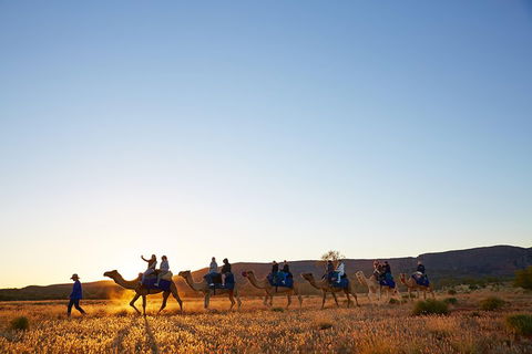 Alice Springs Camel Tour - Accommodation Perth 1