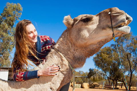 Alice Springs Camel Tour - Accommodation Perth 2