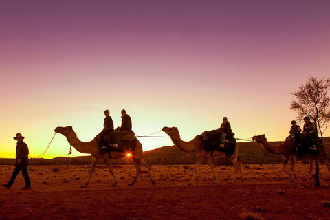 Alice Springs Camel Tour - Accommodation Perth 4
