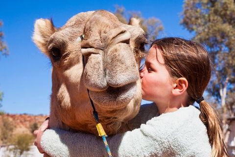 Alice Springs Camel Tour - Accommodation Perth 5