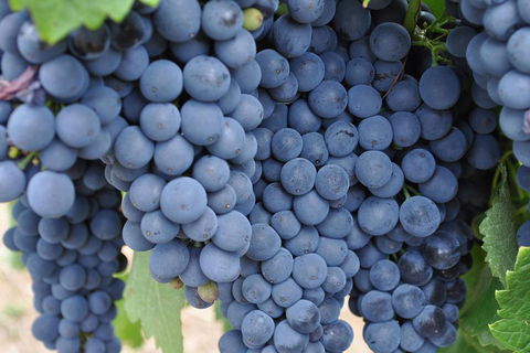 Adelaide Hills Day Tour. Winery Cellar Doors - Accommodation Perth 3
