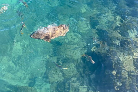 Aquascene Magnetic Island Discovery Tour - Accommodation Perth 1