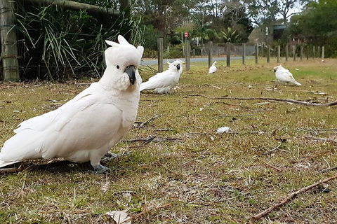Much More To See Of Sydney Private Tour - Accommodation Perth 2