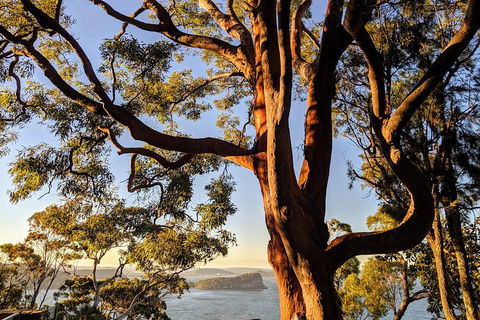 Manly & Sydney's Northern Beaches With 'Personalised Sydney Tours' - Accommodation Perth 4