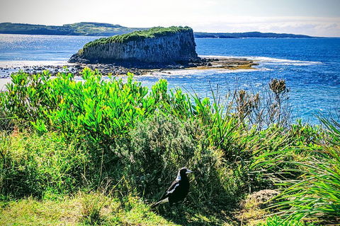 Erupting Blowholes And Ancient Rainforests With 'Personalised Sydney Tours' - Accommodation Perth 3