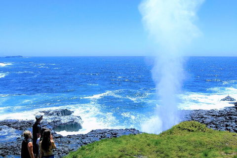 Erupting Blowholes And Ancient Rainforests With 'Personalised Sydney Tours' - Accommodation Perth 5