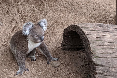 Australian Wildlife & Waterfalls Private Tour With 'Personalised Sydney Tours' - Accommodation Perth 0