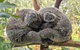 Australian Wildlife & Waterfalls Private Tour With 'Personalised Sydney Tours' - thumb 2