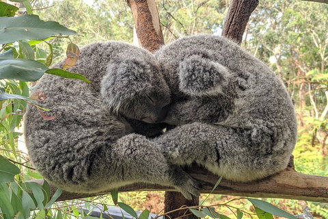 Australian Wildlife & Waterfalls Private Tour With 'Personalised Sydney Tours' - Accommodation Perth 2