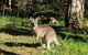 Australian Wildlife & Waterfalls Private Tour With 'Personalised Sydney Tours' - thumb 3