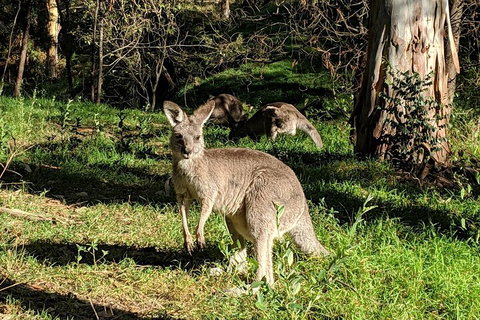 Australian Wildlife & Waterfalls Private Tour With 'Personalised Sydney Tours' - Accommodation Perth 3
