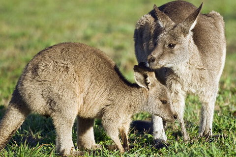 LGBT+ Friendly Full Day Phillip Island Private Tour - Accommodation Perth 3