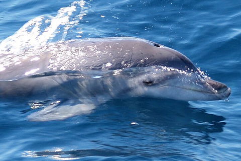 Jervis Bay Dolphin Watch Cruise - Accommodation Perth 0