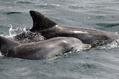Jervis Bay Dolphin Watch Cruise - Accommodation Perth 2