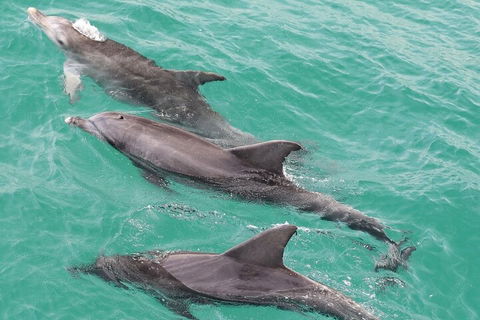 Jervis Bay Dolphin Watch Cruise - Accommodation Perth 5
