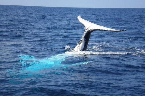 Whale Watching Jervis Bay - Perth Resorts 0