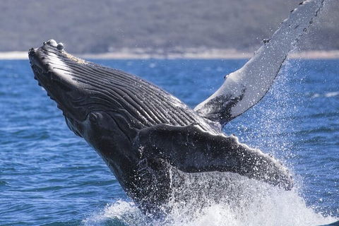 Whale Watching Jervis Bay - Perth Resorts 2