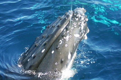 Whale Watching Jervis Bay - Perth Resorts 3