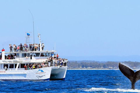 Whale Watching Jervis Bay - Perth Resorts 4