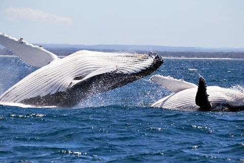 Whale Watching Jervis Bay - Perth Resorts 5