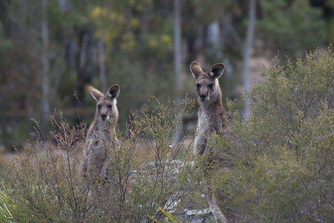 Inside The Greater Blue Mountains World Heritage - A Wildlife Safari Overnight - Accommodation Perth 2