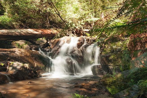 Discover Tour: Dandenong Ranges & William Ricketts Sanctuary - Accommodation Perth 1