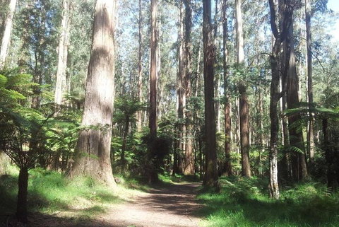 Discover Tour: Dandenong Ranges & William Ricketts Sanctuary - Accommodation Perth 5