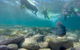 Manly And Shelly Beach Snorkeling Tour - thumb 0
