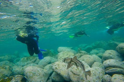 Manly And Shelly Beach Snorkeling Tour - Accommodation Perth 1