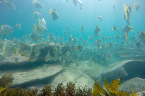 Manly And Shelly Beach Snorkeling Tour - Accommodation Perth 2