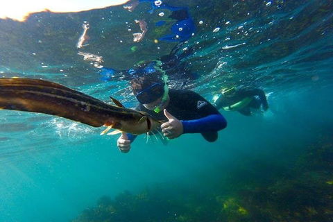 Manly And Shelly Beach Snorkeling Tour - Accommodation Perth 3