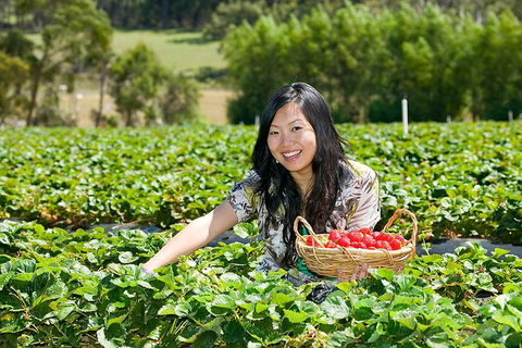 Mornington Peninsula Small Group Day Tour - Accommodation Perth 4